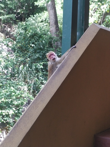 Toque Macaque
