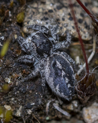 Pellenes peninsularis