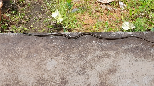 Karnataka Bronzeback