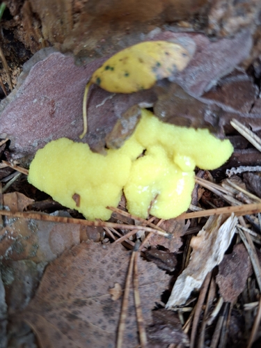 Honeycomb Coral Slime Mold