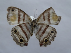 Cissia labe