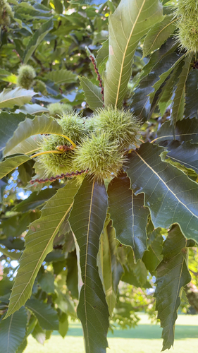 Sweet Chestnut