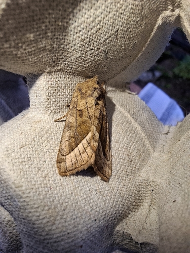 Rosy Rustic