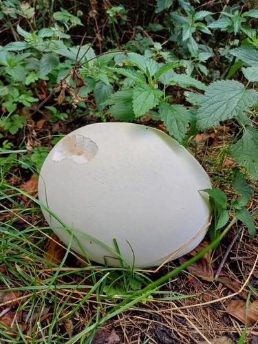 giant puffball