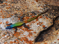 Platysaurus intermedius rhodesianus