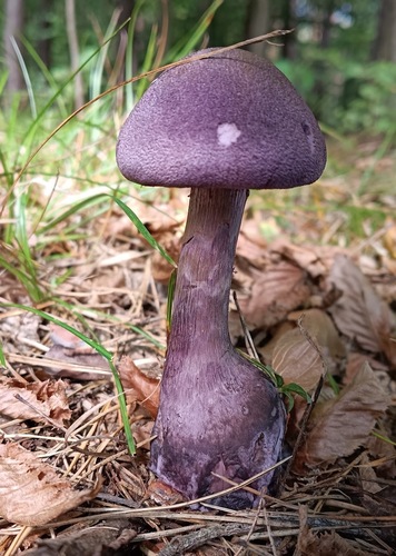 violet webcap