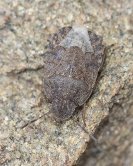 Sciocoris microphthalmus