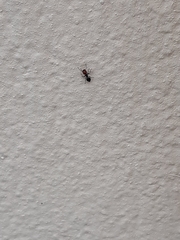 Crematogaster scutellaris