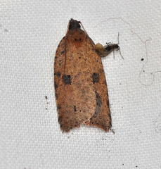 Meritastis polygraphana
