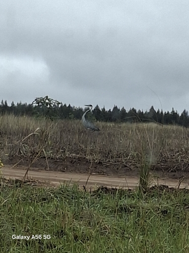 iNaturalist image