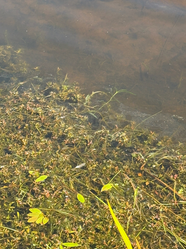 Potamogeton cheesemanii observed 2026-09-08