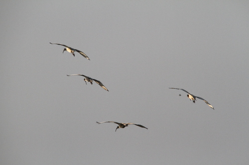 iNaturalist image