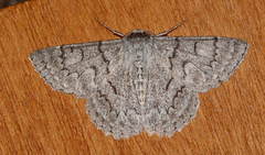 Crypsiphona tasmanica