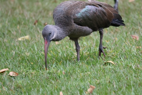iNaturalist image