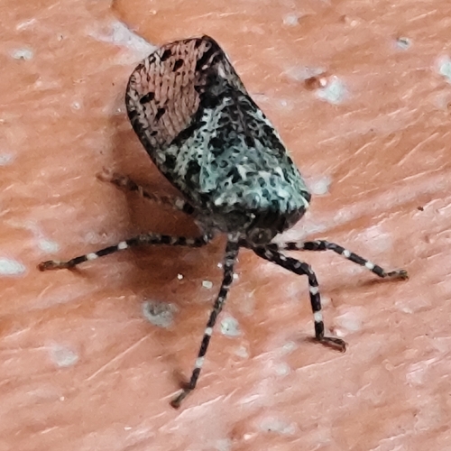 Limois emelianovi