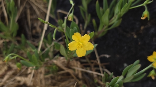 Talinum fruticosum observed 2026-09-06
