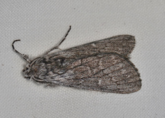 Cerura melanoglypta