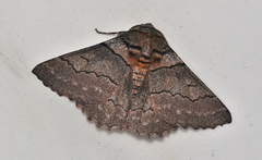 Hypobapta percomptaria