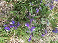 Polygala serpyllifolia