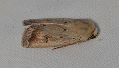 Proteuxoa cyanoloma