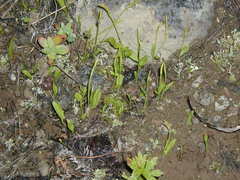 Ophioglossum thermale