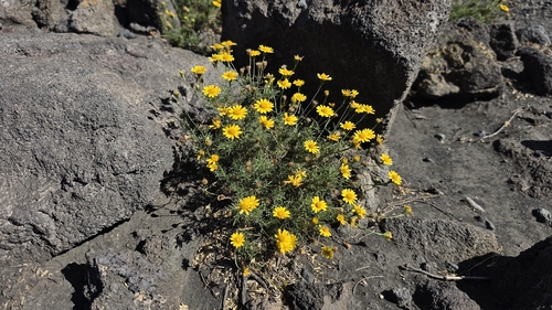 Thymophylla tenuiloba observed 2026-09-04