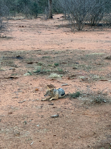 Southern Black-backed Jackal