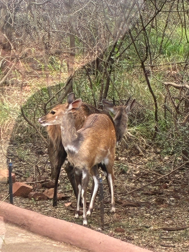 Southern Bushbuck