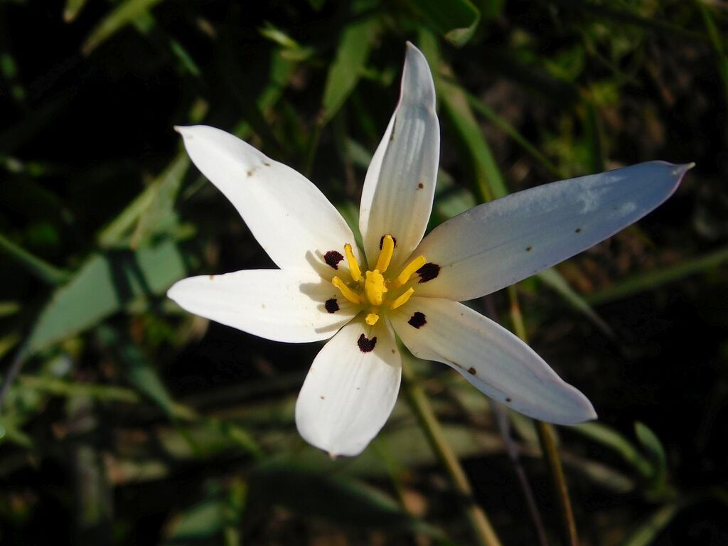 Pauridia capensis; photograph author not stated, no rights reserved