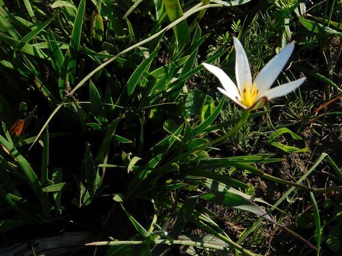 Pauridia capensis, photograph 2