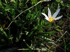 author not stated, no rights reserved Pauridia capensis, photograph author not stated, no rights reserved