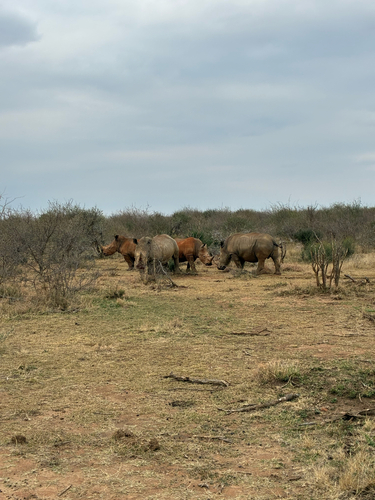 Southern White Rhinoceros
