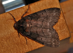 Smyriodes aplectaria