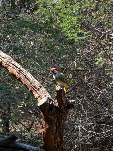 Bennett's Woodpecker
