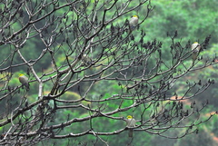 Treron sieboldii sieboldii