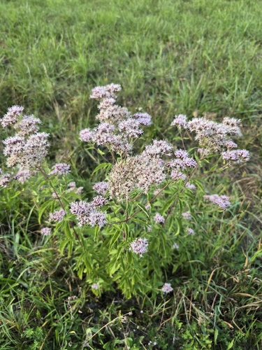 hemp agrimony