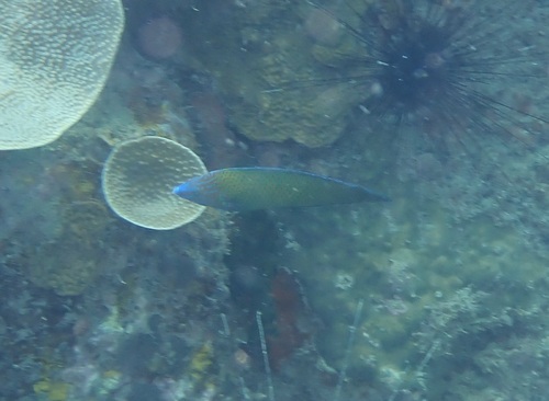 Halichoeres leucurus observed 2026-09-07