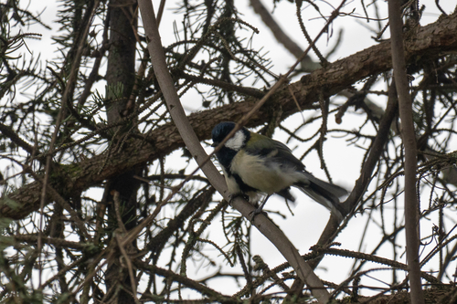 Asian Tit