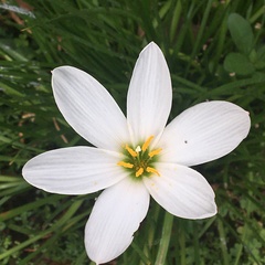 Zephyranthes candida