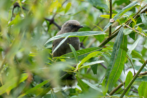 Elliot's Laughingthrush
