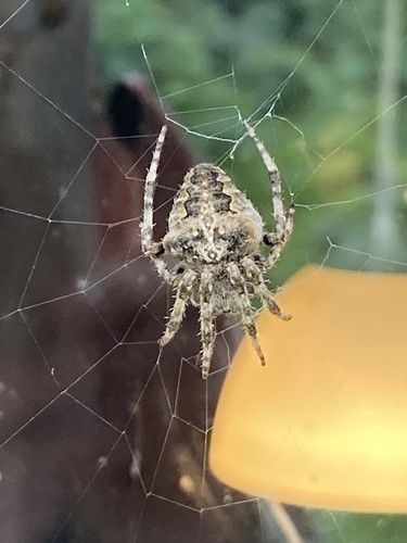 Angular Orbweaver Spider