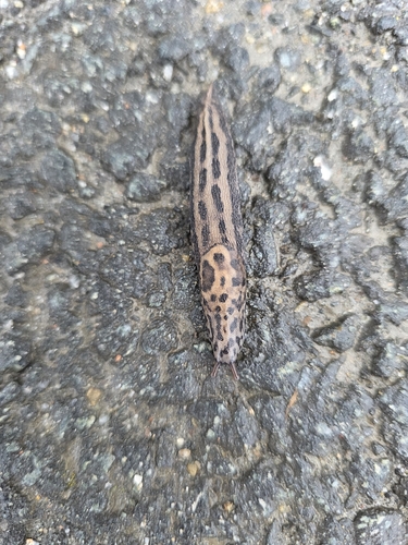Leopard Slug
