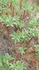 Euphorbia dendroides