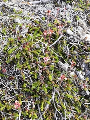 Bryanthus gmelinii