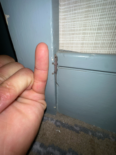 Hemidactylus garnotii observed 2026-09-07