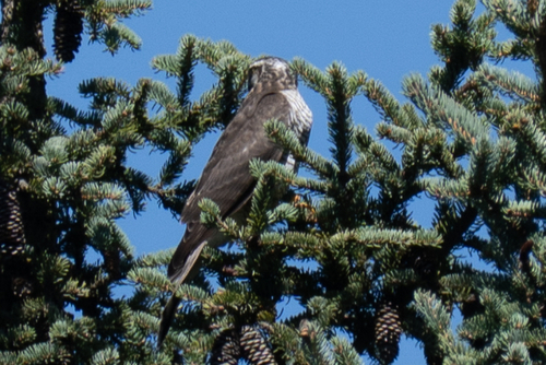Eurasian Sparrowhawk