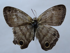 Cissia labe
