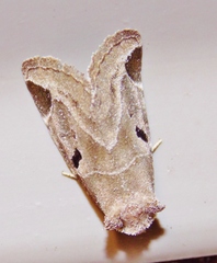 Plagiomimicus pityochromus