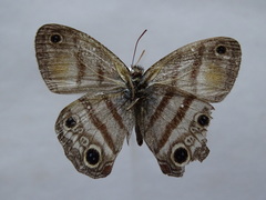Cissia labe