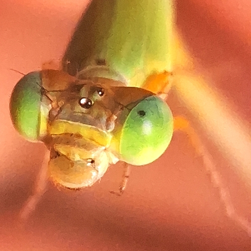 Coromandel Marsh Dart